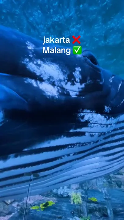 Jakarta Malang journey content